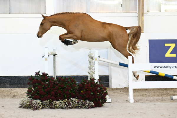 PACHA JP Z - Modern athlete out of full sister to CANNONBALL PACHA JP Z - Modern athlete out of full sister to CANNONBALL